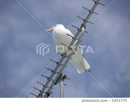 Seabird break 5453775