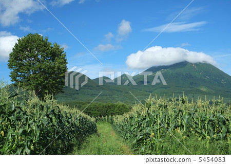 高原玉米田（Iwaki Plateau） 5454083