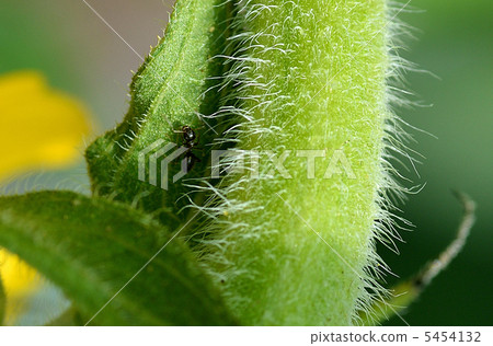 Sunflower stalk and ant 5454132