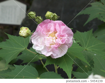 醉芙蓉花單輪 5454139