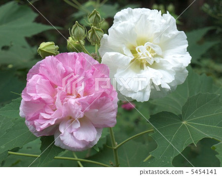 Daijyoji的醉芙蓉 Daijyoji的醉芙蓉 5454141