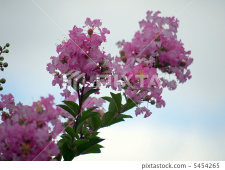 Flower of crape mybs Flower of crape mybs 5454265