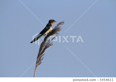 Swallow's young bird stopping on reed 5454611