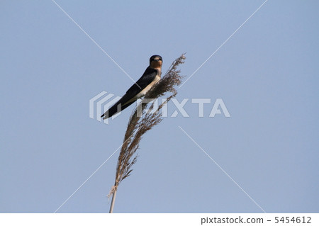Swallow's young bird stopping on reed 2 Swallow's young bird stopping on reed 2 5454612