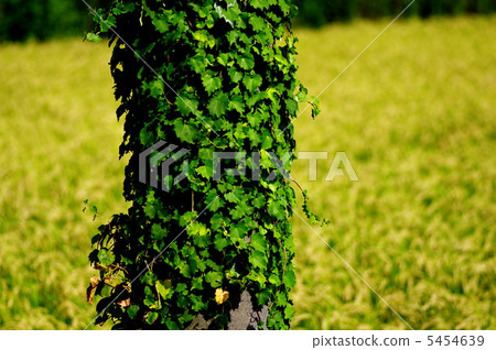 常春藤和耳朵米飯 5454639