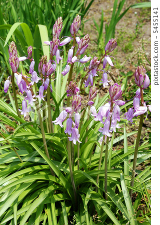 Tsurigane suisen Tsurigane suisen 5455141