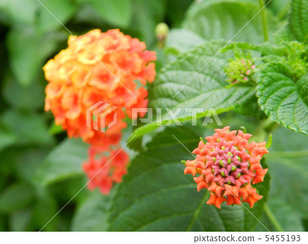 Lantana 5455193