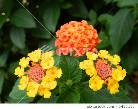 馬纓丹 馬纓丹 5455195