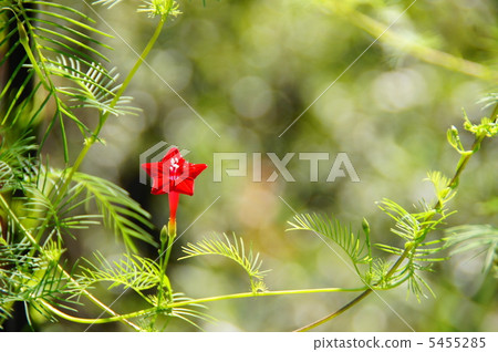 八月Lepinaceae和膜翅目14 5455285