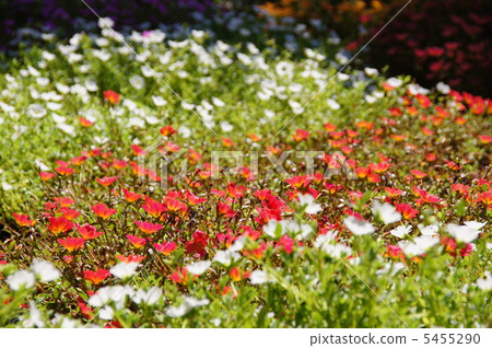 August Matsuba Button · Lemunsellae 08 5455290