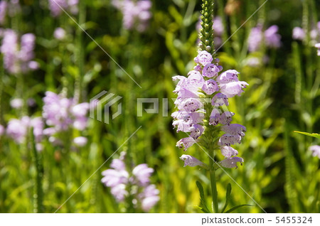 August Hanatraneo · Labiaceae 37 August Hanatraneo · Labiaceae 37 5455324