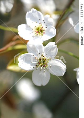 Flower of Aonashi 5455764