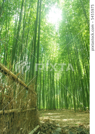 Sagano的竹林 5455975