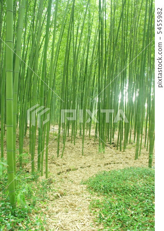 Bamboo Forest Bamboo Forest 5455982