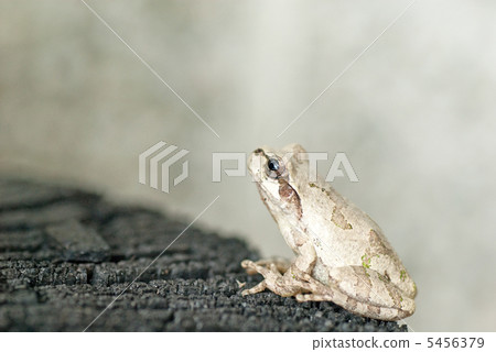 樹蛙 樹蛙 5456379