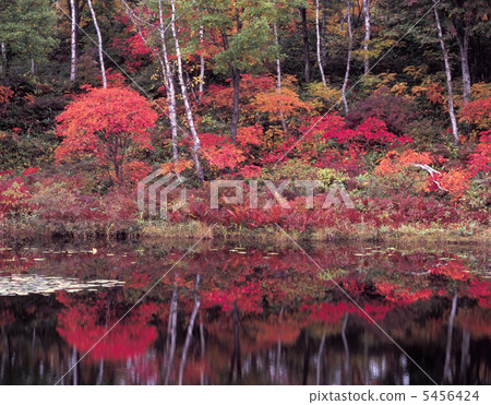 Fall of Shiga Kogen Fall of Shiga Kogen 5456424