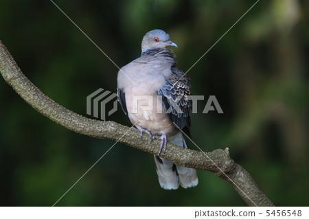 Turtledove Turtledove 5456548