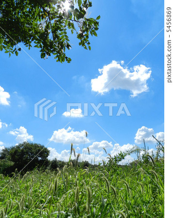 Aquino-nogurogusa (autumn turtle grass) 5456869