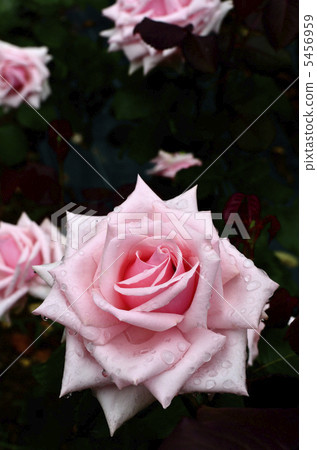 玫瑰花奧黛麗赫本 5456959