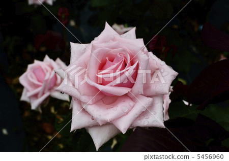 玫瑰花奧黛麗赫本 5456960