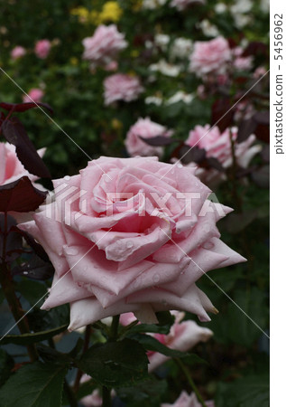 玫瑰花奧黛麗赫本 5456962