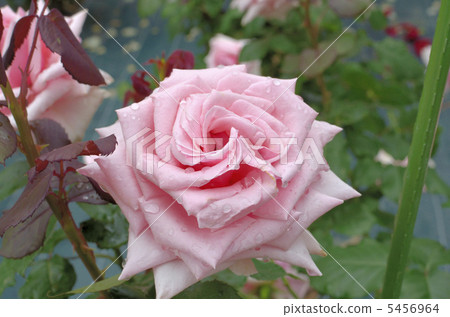Rose flower Audrey Hepburn Rose flower Audrey Hepburn 5456964