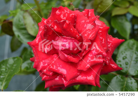 Rose flowers Ingrid Bergman 5457290