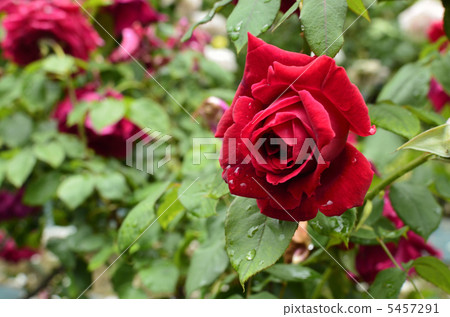 玫瑰 5457291
