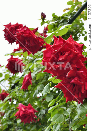 玫瑰花腳踝水 5457293