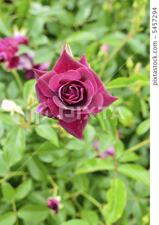 紅紫色玫瑰 5457294