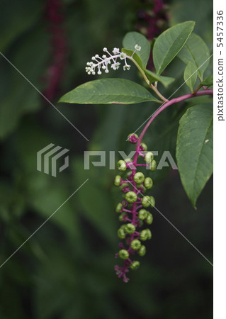 山區鄉房 5457336