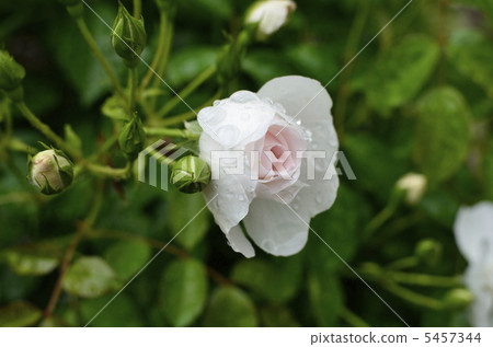 玫瑰花多米尼克·洛伊索 5457344