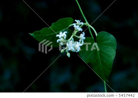 Potato (white flowers) 5457442