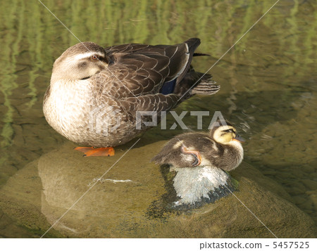 Parent and child resting Parent and child resting 5457525