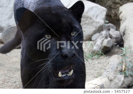 Black leopard Black leopard 5457527