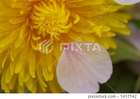 Dandelion 5457542