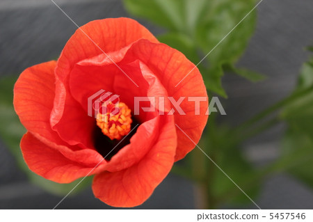 Hibiscus Hibiscus 5457546