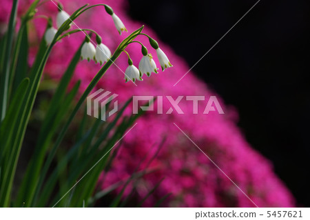 Lily of the valley Lily of the valley 5457621