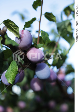 prune  prune  5457669