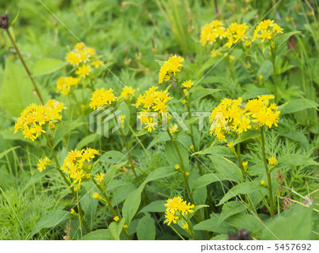 Miyama Akinokirinso 5457692