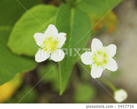 Umebachissau Umebachissau 5457716