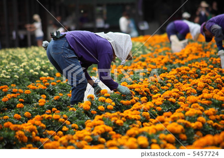 富良野紅花採摘 富良野紅花採摘 5457724