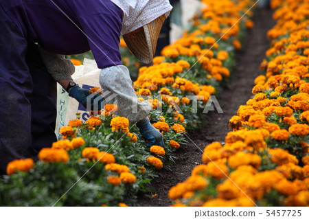 富良野紅花採摘 5457725