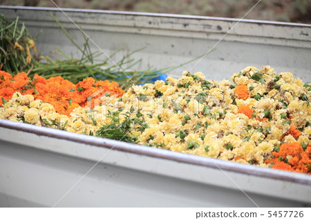 富良野紅花採摘 富良野紅花採摘 5457726