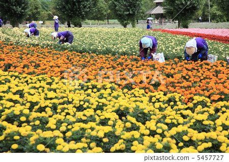 富良野紅花採摘 5457727