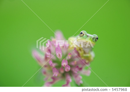 Frog and Murasakikkusa 5457968