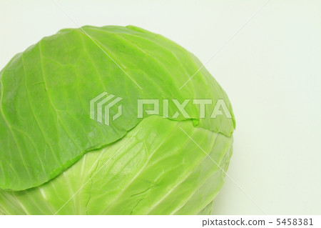 cabbage  5458381