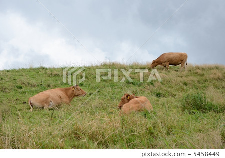 Grazing of Aso Grazing of Aso 5458449