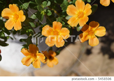 Porchulaka橙色 5458506