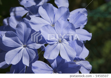 Ruri Matsuri 5458507